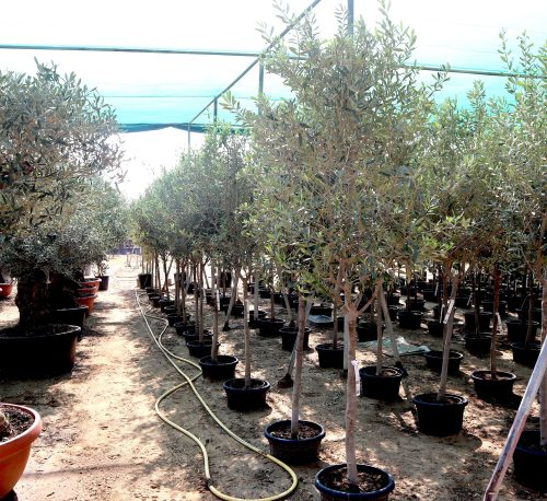 Olive Tree Shape or Olea Europea Tree Greensouq