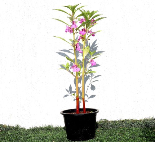 Balsam Flowering Plant Greensouq