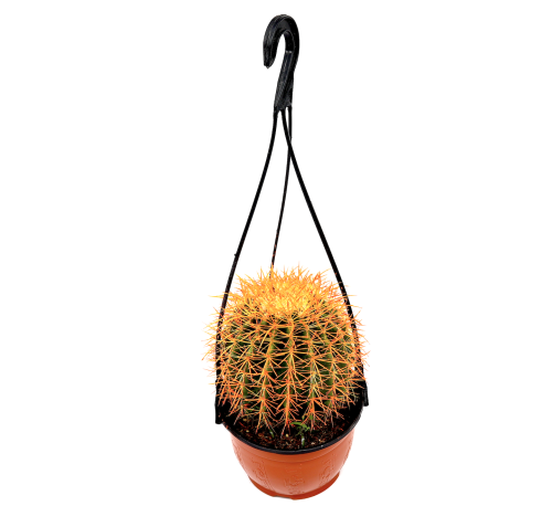 Barrel Cactus | Hanging Coloured Ball Cactus Greensouq