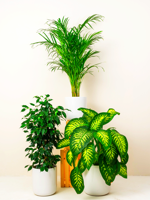 Home Decorator Plants