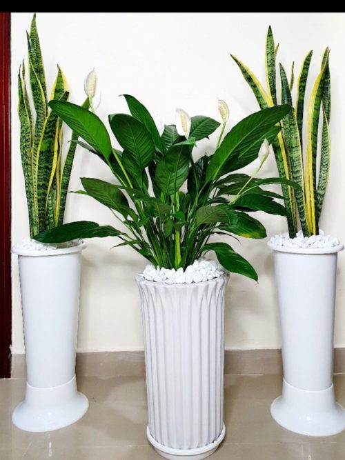 snake plant and peace lily bundle